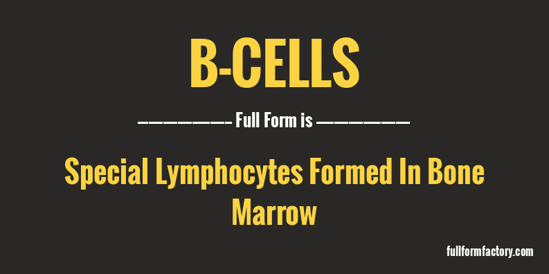 b-cells-full-form