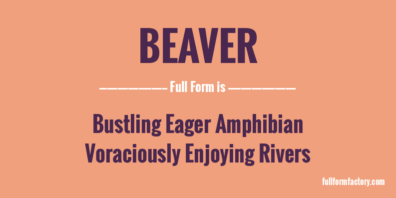 beaver-full-form