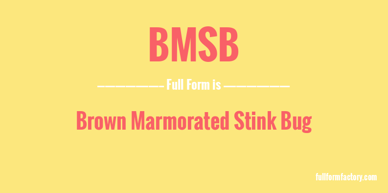 bmsb-full-form