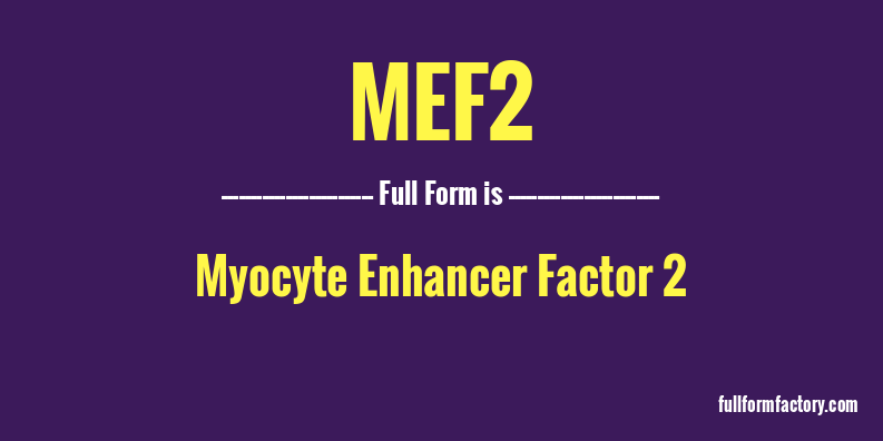 mef2-full-form
