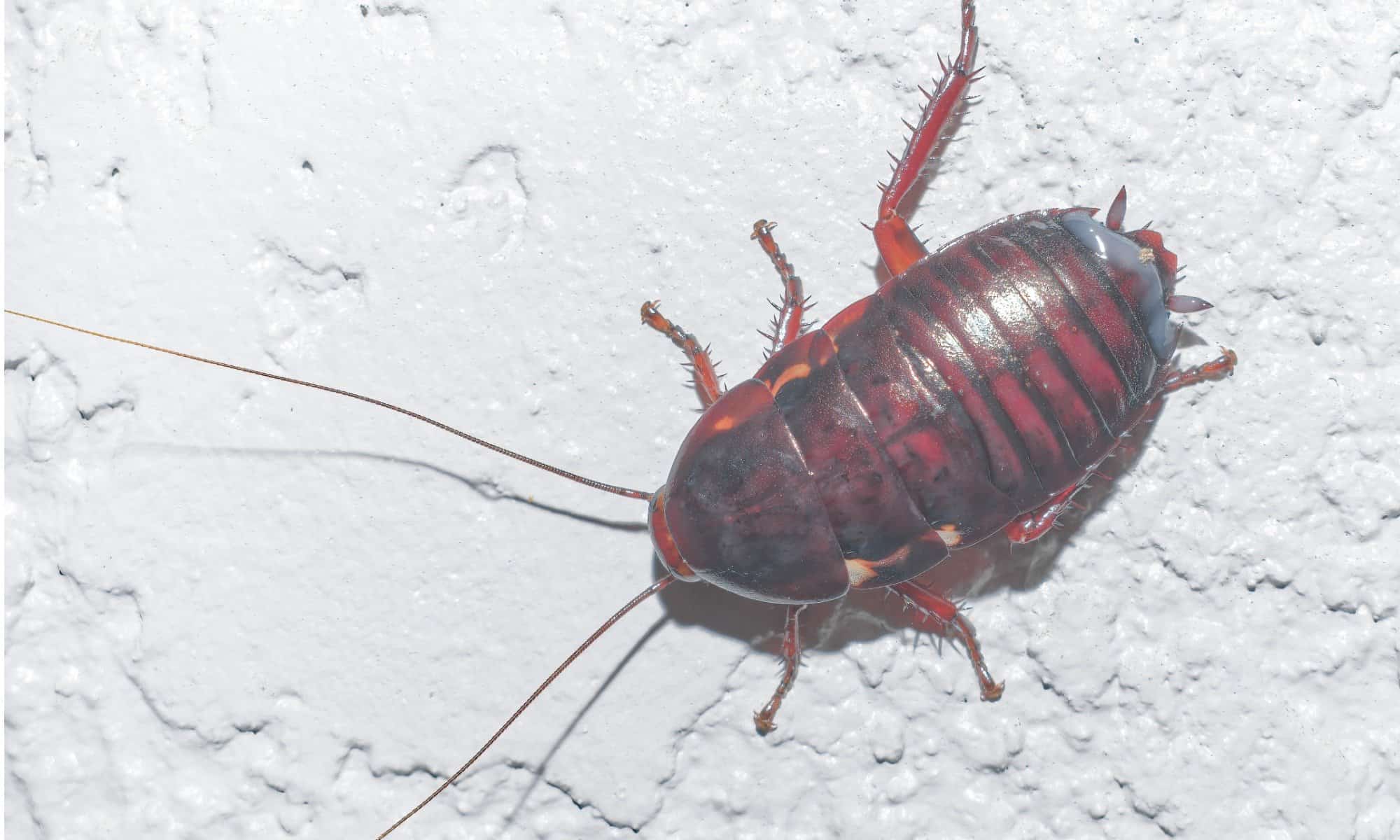 Florida Woods Cockroach